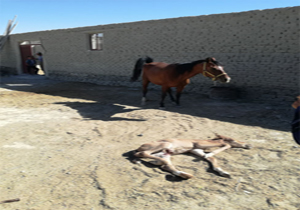 مشاهده یک کره اسب به عارضه هایپر فلکشن مادرزادی مفاصل تارس