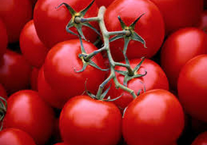کشت گوجه فرنگی در بیش ازسه هزار هکتار از مزارع خراسان شمالی