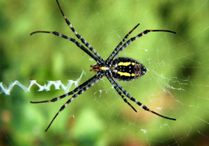 عنکبوتی که برای شکار از آب کمک می‌گیرد + فیلم