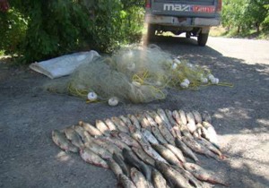 دستگیری متخلفان صید غیرمجاز ماهی در گلپایگان