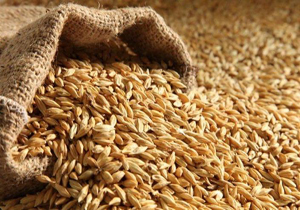 توزیع بیش از ۱۵ هزار تن بذر اصلاح شده گندم در بین کشاورزان