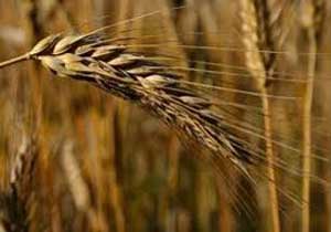 خرید تضمینی ۸۰ هزار تن گندم در مازندران