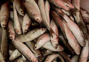 پیش بینی صید  80 تن ماهی گاریز