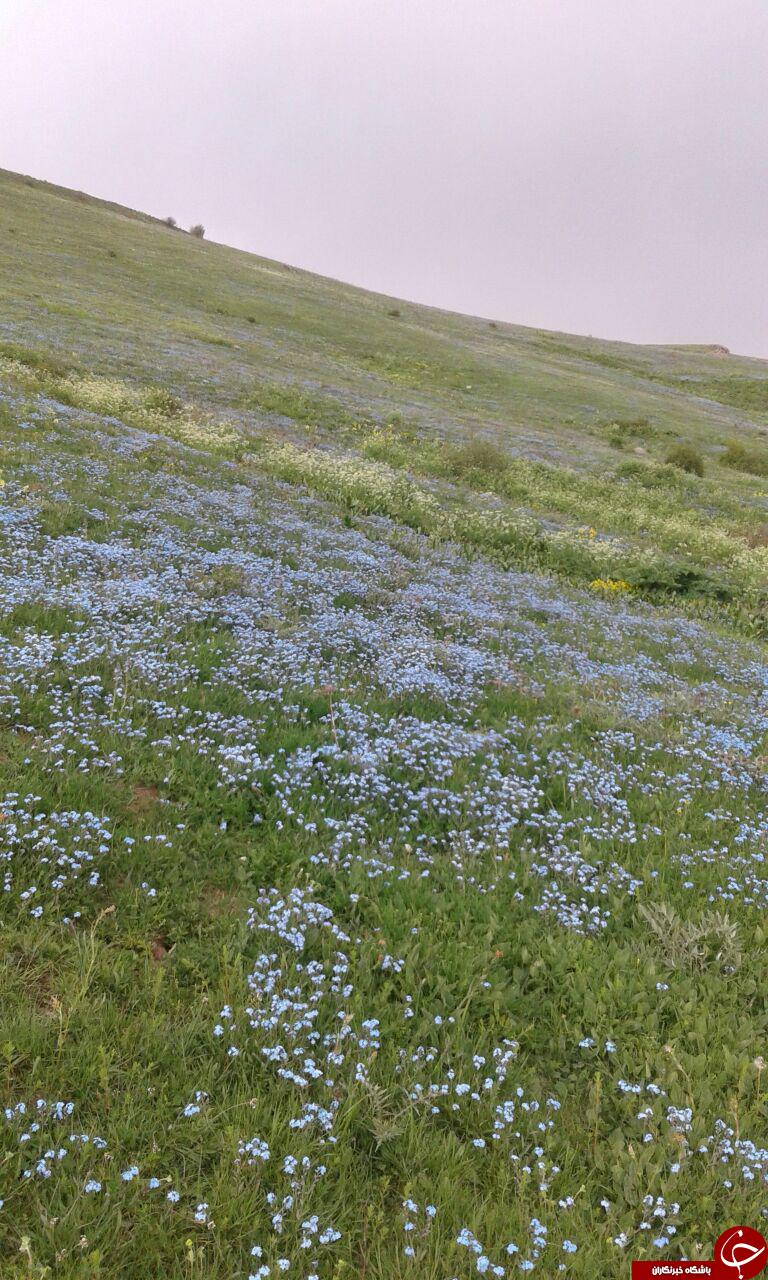 جلوه&zwnj;ای از طبیعت زیبا و بی&zwnj;نظیر در نمین + تصاویر