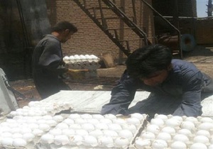 معدوم سازی بیش از 300 کیلوگرم تخم مرغ در بیرجند