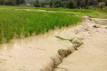 خسارت سیل به مزارع گندم شهرستان شوط