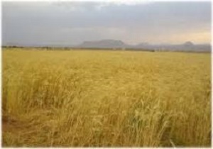 افزایش 30 درصدی پرداخت زکات گندم در ایرانشهر