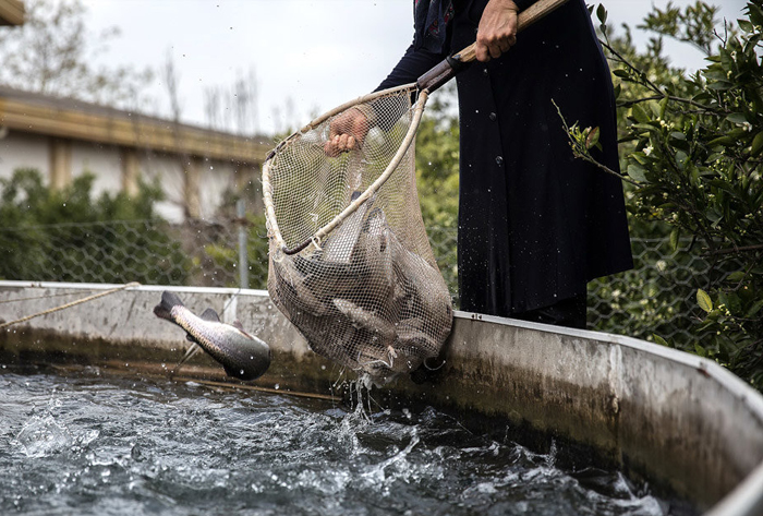 برداشت630تن ماهی از استخرهای پرورشی کرمان
