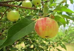 باغ درختان سیب در سمیرم + تصاویر
