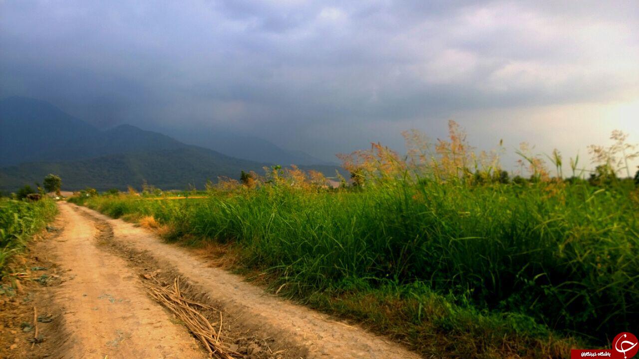 تصاویری از طبیعت زیبای جنگل &laquo;شیرآباد&raquo;