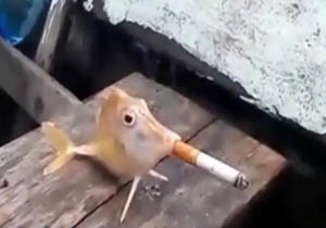 ماهی سیگاری! + فیلم