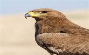 نجات یک عقاب صحرایی در آستانه اشرفیه