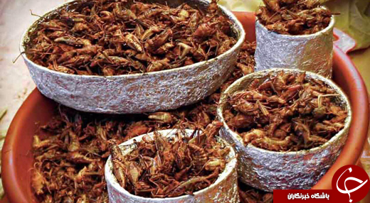 نان با طعم جیرجیرک +تصاویر