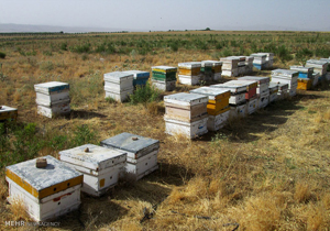 زنبورداری در چهارمحال و بختیاری توسعه می‌یابد