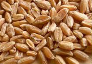 خریداری ۴۱ هزار تن گندم از کشاورزان