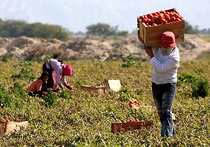 73 هزار تن گوجه فرنگی از مزارع پارس آباد برداشت می شود