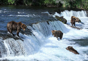 تلاش دیدنی یک خرس برای عبور فرزندانش از رودخانه + فیلم