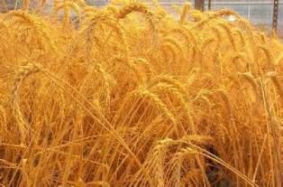 برای نخستین بار گندم زنجان در بورس کالا به فروش می‌رود