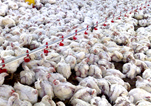 رشد ۱۴ درصدی تولید مرغ در گلستان