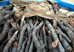 توقیف ۳۸ کامیون ونیسان چوب قاچاق جنگلی در آمل