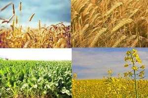 خرید بیش از 9 هزار تن خرید گندم بذری در آذربایجان غربی
