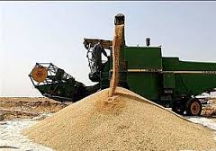 خریداری ۱۱۶ هزارتن گندم از کشاورزان