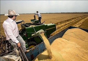 میزان مصرف گندم در استان یزد سالانه 130 هزار تن است