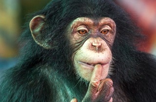 سطح هوشی شامپانزه‌ها در حد کودک چهار ساله است