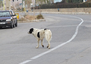 جولان سگ‌ها در کوچه و خیابان‌های نایسر + فیلم