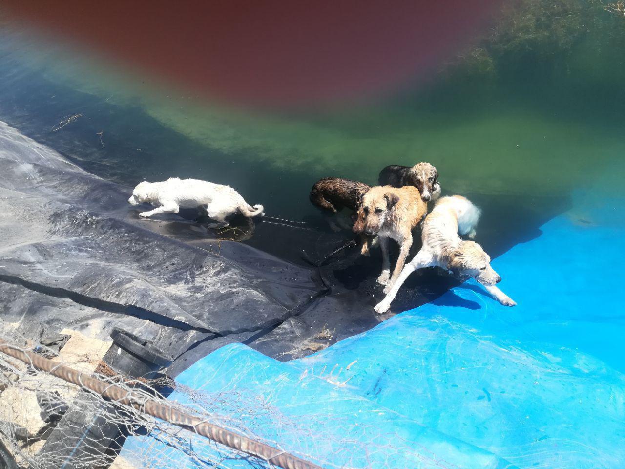 نجات ۶ قلاده سگ از درون استخرآب کشاورزی در نیشابور