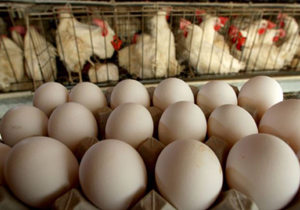 تولید ۱۶ هزار تن تخم مرغ در فارس