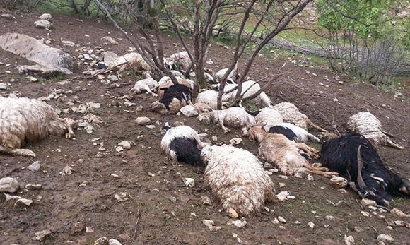 50 راس گوسفند قربانی سیلاب باغملک