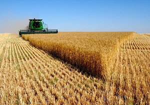 خرید بیش از 79 هزار تن گندم از کشاورزان استان سمنان