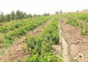 بهره‌برداری از چندین طرح کشاورزی در بخش مرکزی خاش