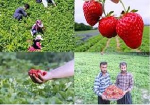 کسب رتبه نخست کردستان در تولید توت فرنگی کشور