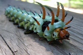 عجیب‌ترین حشرات جهان+عکس