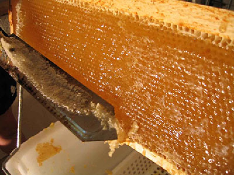 پیش بینی برداشت 60 تن عسل در ملکشاهی