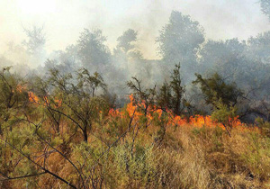 آتش ارتفاعات بان‌خشک واقع در بخش چوار شهرستان ایلام خاموش نشد/بسیج مردمی آماده امداد رسانی
