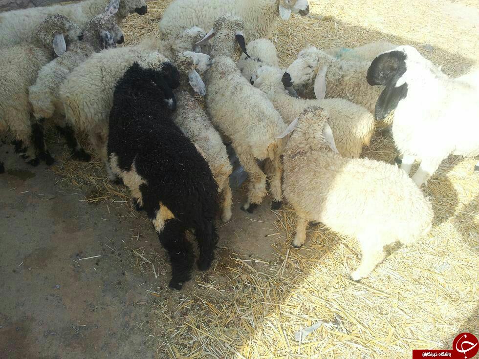 کشف 129 راس گوسفند قاچاق در زاهدان