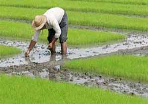 پیش بینی پرورش کشت مجدد برنج در شالیزار‌های نکا