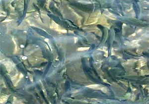 کشف ۲۴ تن پودر ماهی قاچاق در الیگودرز