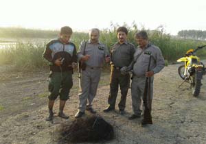 دستگیری شکارچی متخلف در جویبار
