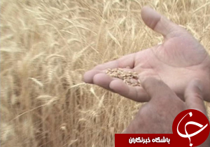 پرداخت نشدن ۵۰ درصد بهای گندم کشاورزان لرستانی