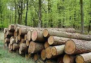 کشف 338 اصله چوب جنگلی در شهرستان نیر