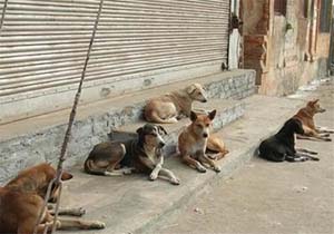 جولان سگ‌های ولگرد در خیابان‌های پرند + فیلم