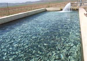 افتتاح ۴ طرح استخر پرورش ماهیان گرمابی در پلدختر