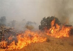 آتش‌سوزی مراتع در شهرستان گلوگاه + فیلم