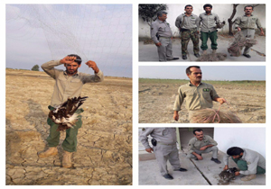 رهاسازی پرندگان زخمی در در نکا و جویبار