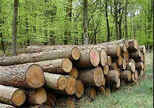 كشف 10 تن چوب قاچاق در شهرستان املش