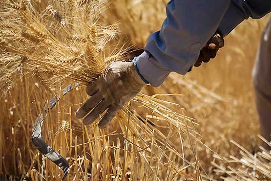 تولید 15 درصد گندم موردنیاز کشور در خوزستان